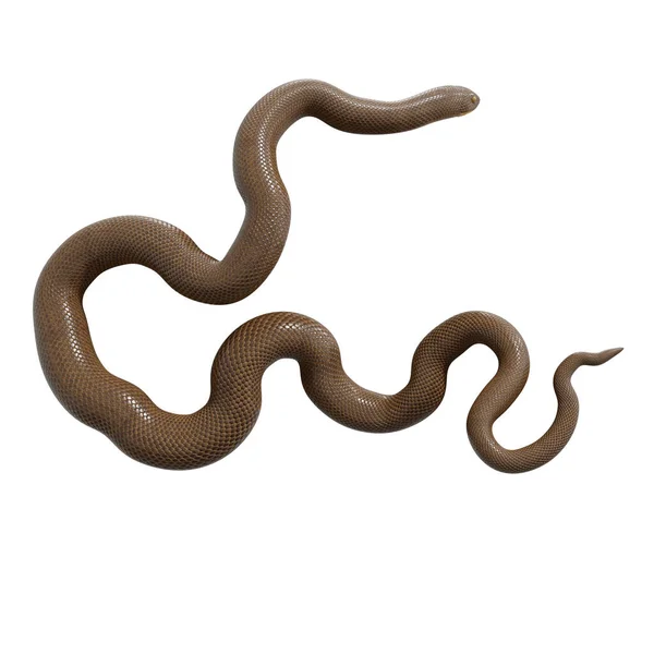 Illustration Rubber Boa — Stock Photo, Image