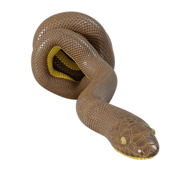 Illustration Rubber Boa — Stock Photo, Image