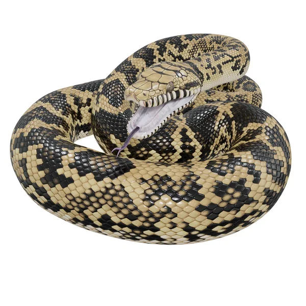 Illustration Python Scrub — Photo