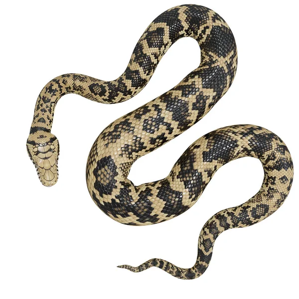 Illustration Scrub Python — Stock Photo, Image