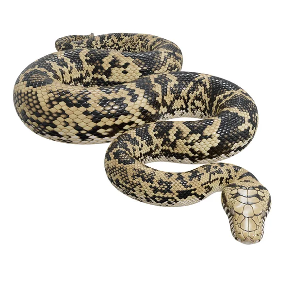 Illusztrációja Scrub Python — Stock Fotó