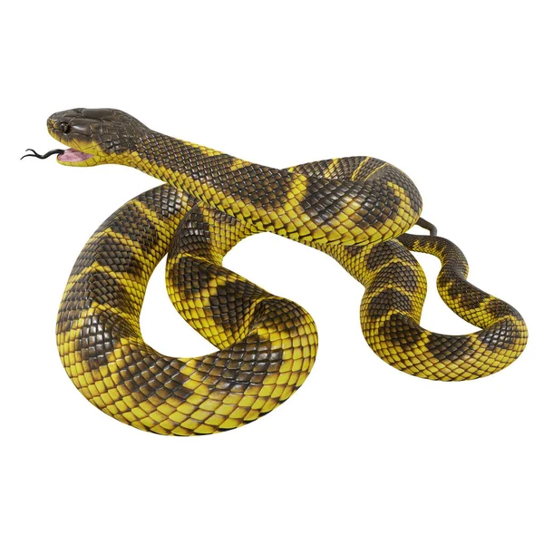 Illustration Tiger Snake — Stock Photo, Image
