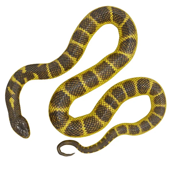 Ilustração Serpente Tigre — Fotografia de Stock