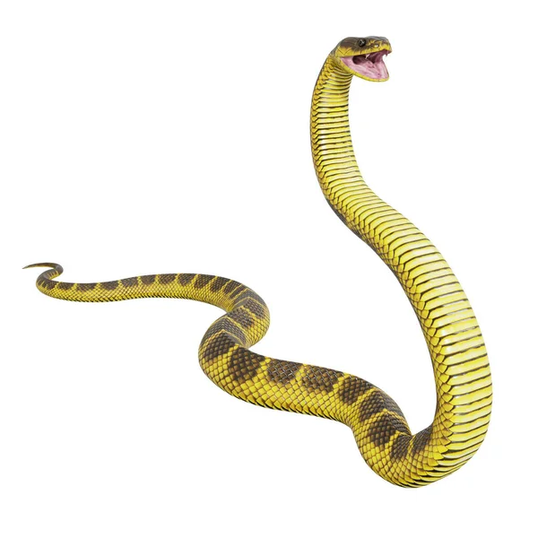 Illustration Serpent Tigre — Photo