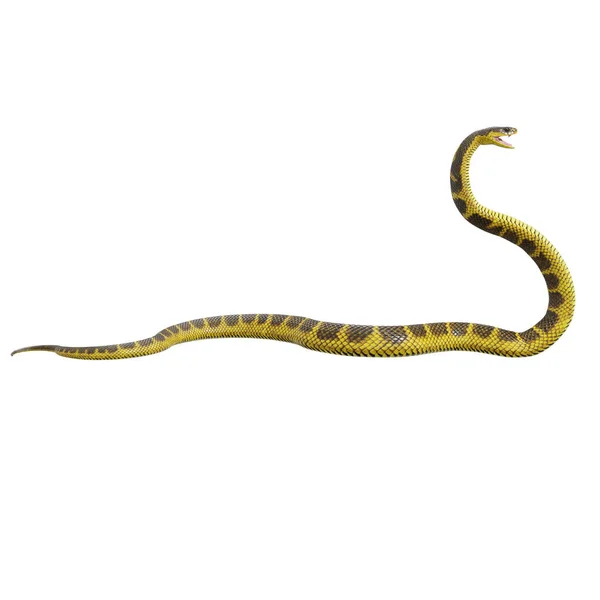 Ilustração Serpente Tigre — Fotografia de Stock