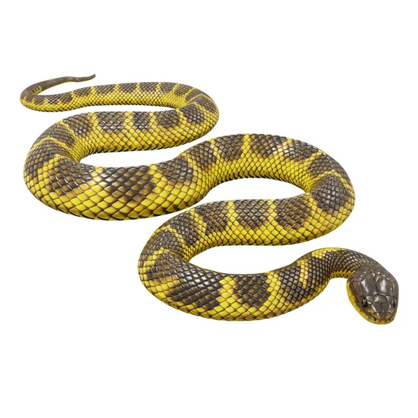 Illustration Tiger Snake — Stock Photo, Image