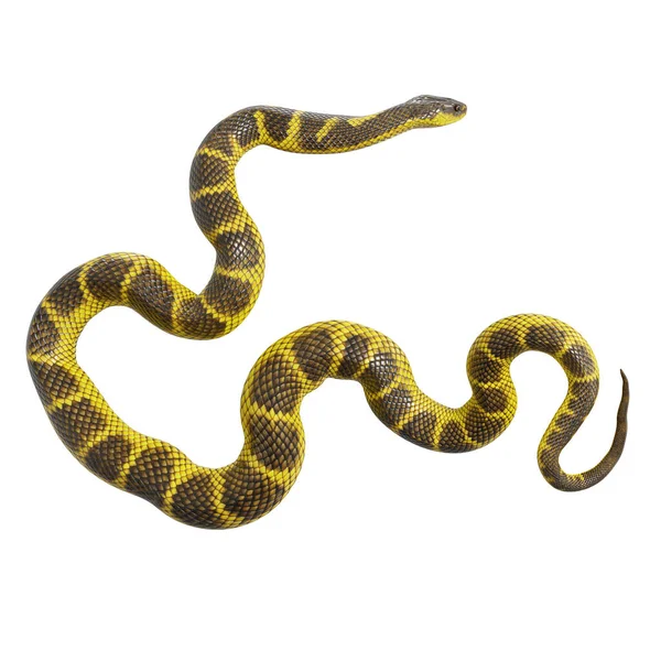 Illustrazione Del Serpente Tigre — Foto Stock