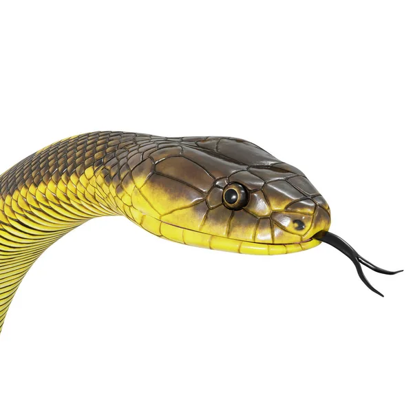 虎蛇3D图解 — 图库照片