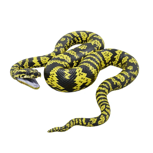 Illustration Python Tapis Jungle Zebra — Photo