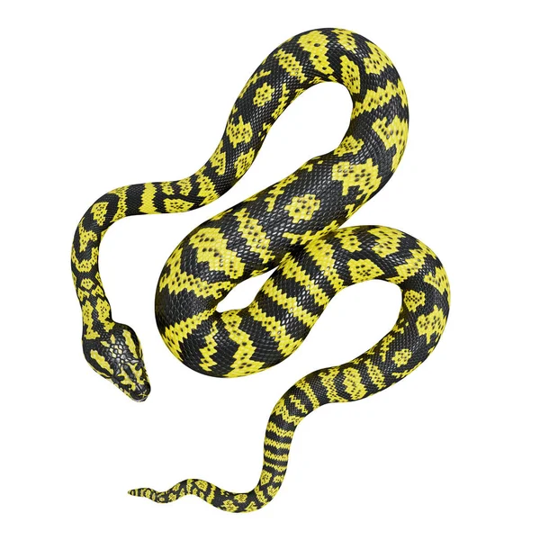 ZebraジャングルカーペットのPythonの3Dイラスト — ストック写真