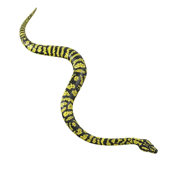 Illustration Python Tapis Jungle Zebra — Photo