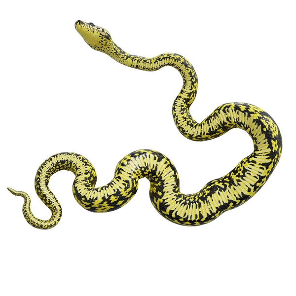 Illustration Zebra Jungle Carpet Python — Stock Photo, Image