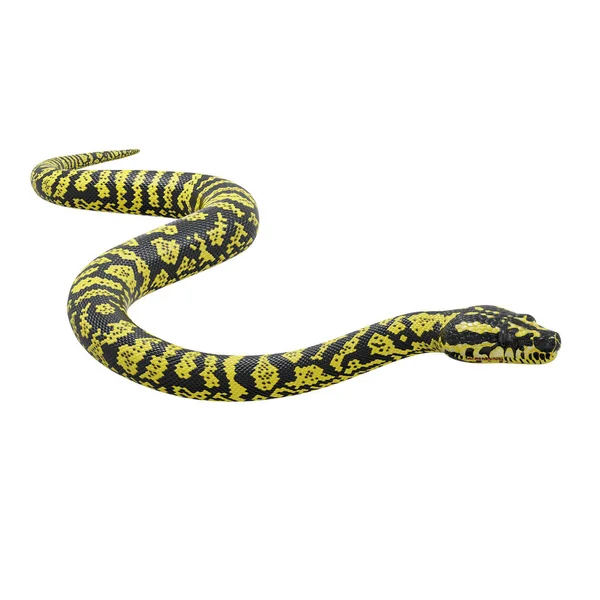Zebra Jungle Carpet Python — 스톡 사진