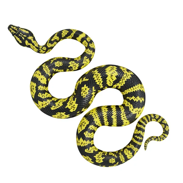 Illustration Zebra Jungle Carpet Python — Stock Photo, Image