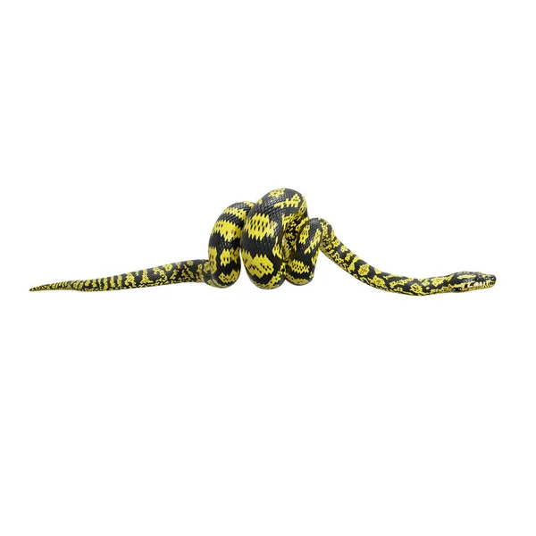 ZebraジャングルカーペットのPythonの3Dイラスト — ストック写真