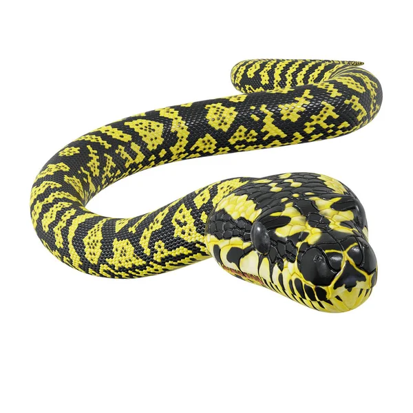 Zebra Jungle Carpet Python — 스톡 사진