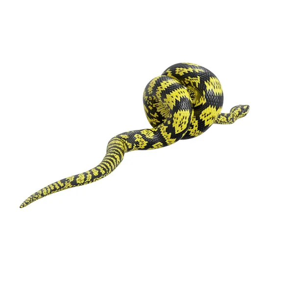 Illustration Zebra Jungle Carpet Python — Stock Photo, Image