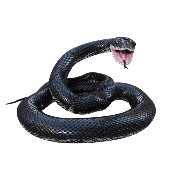 Ilustración Serpiente Rata Negra Imagen De Stock