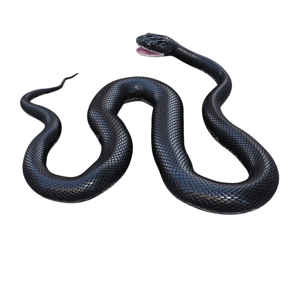 Ilustrace Černého Krysího Hada Stock Obrázky