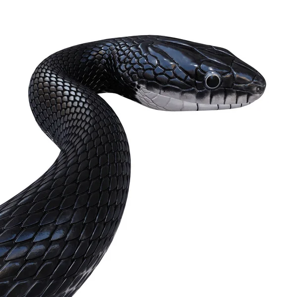 黒ネズミのヘビの3Dイラスト ストックフォト