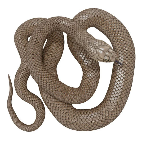 東茶色のヘビの3Dイラスト ストック画像
