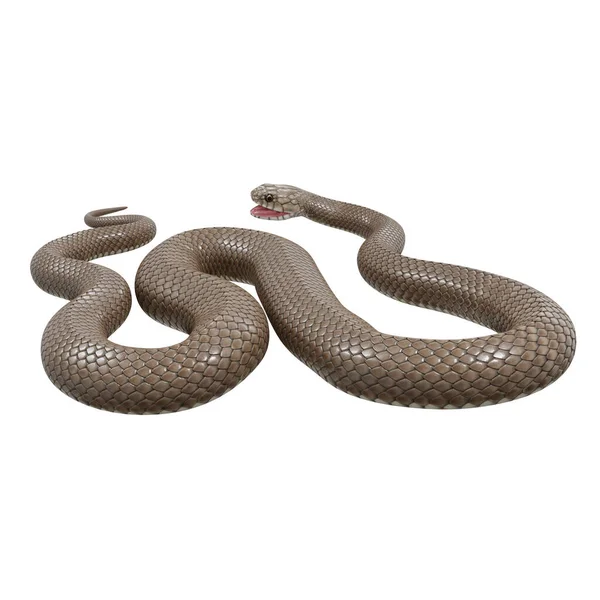 東茶色のヘビの3Dイラスト ロイヤリティフリーのストック画像