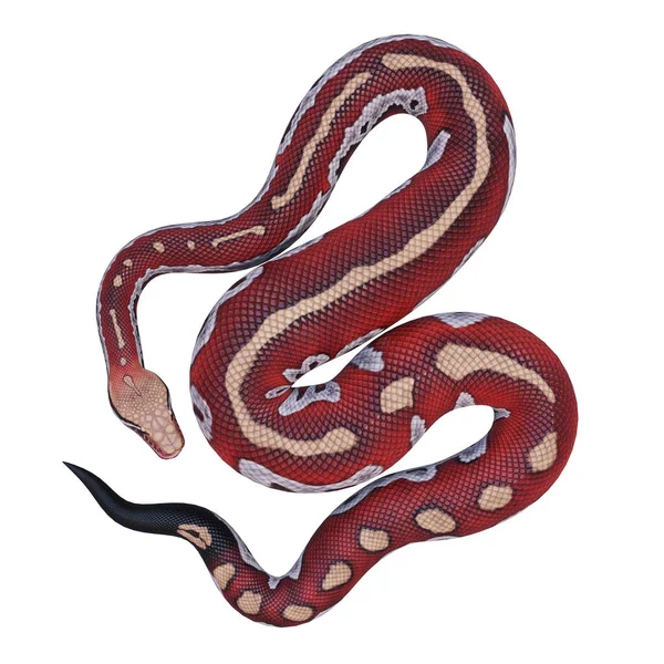 Blood Python Иллюстрация — стоковое фото