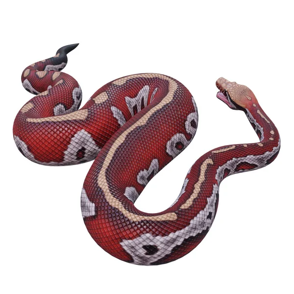 Blood Python Illustration — Stock Photo, Image