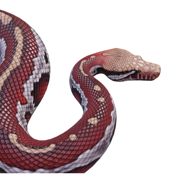 Sangre Python Ilustración — Foto de Stock