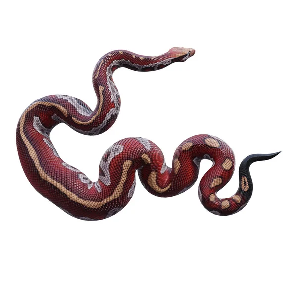Sangue Python Ilustração — Fotografia de Stock
