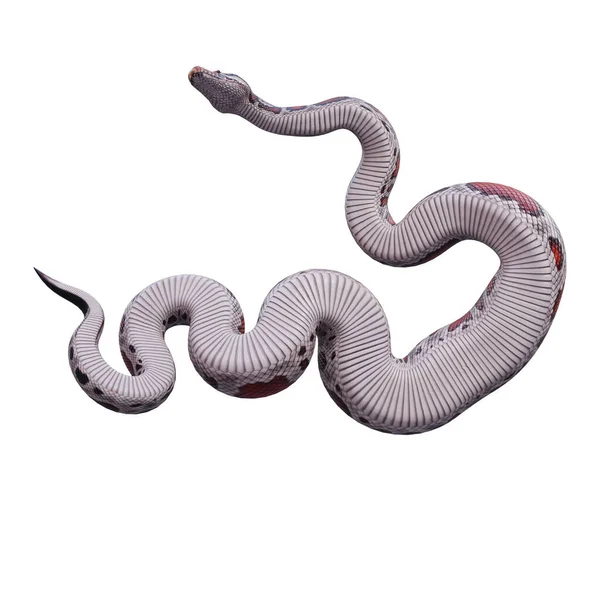 Blood Python Иллюстрация — стоковое фото