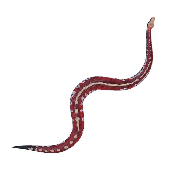 血蟒蛇3D插图 — 图库照片