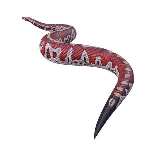 블러드 비단뱀 — 스톡 사진