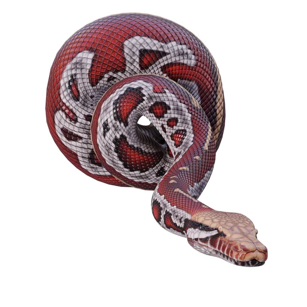Sangre Python Ilustración — Foto de Stock
