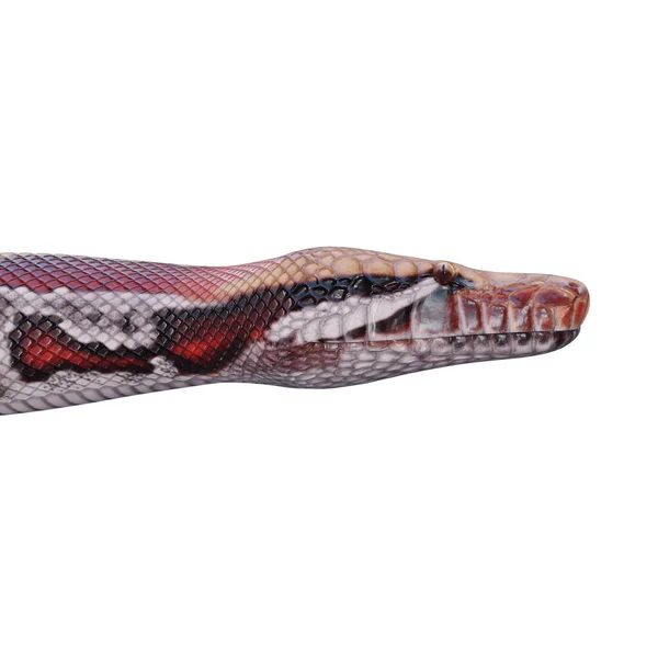 블러드 비단뱀 — 스톡 사진
