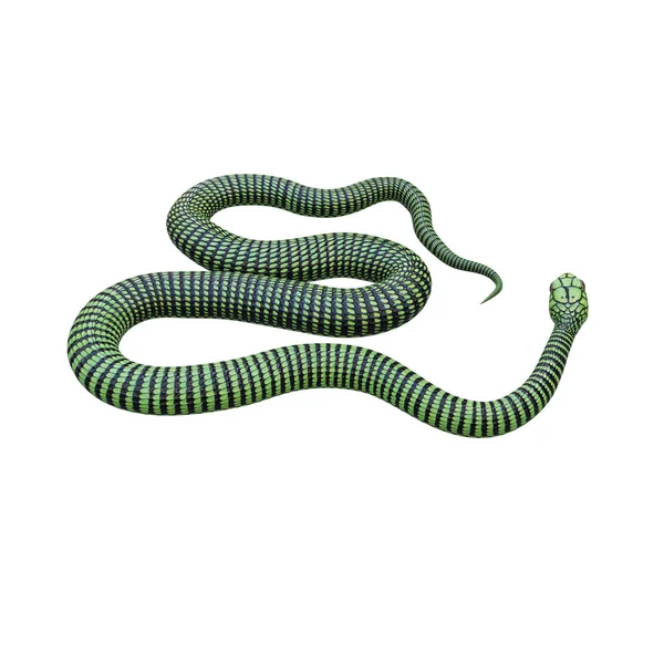 Boomslang Snake 3D图解 — 图库照片