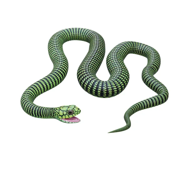 Boomslang Schlange Illustration — Stockfoto