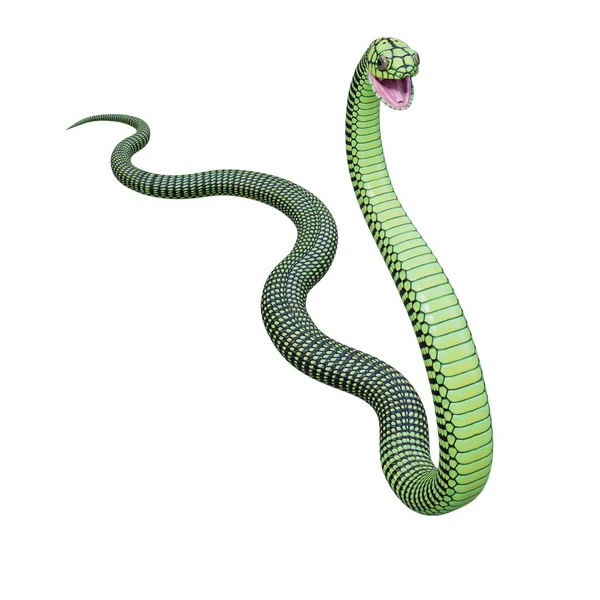 Boomslang Serpiente Ilustración — Foto de Stock