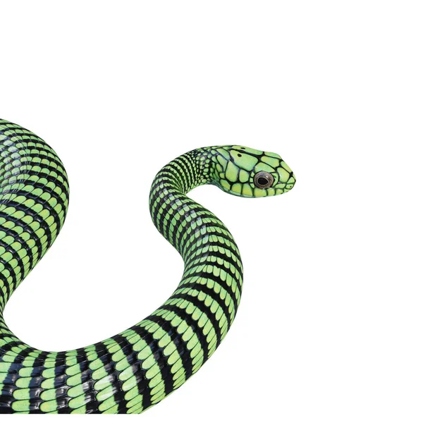 Boomslang Serpente Ilustração — Fotografia de Stock