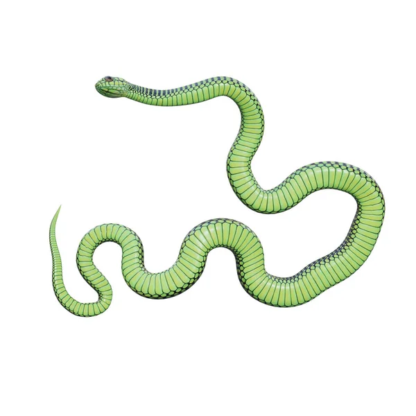 Boomslang Serpiente Ilustración — Foto de Stock