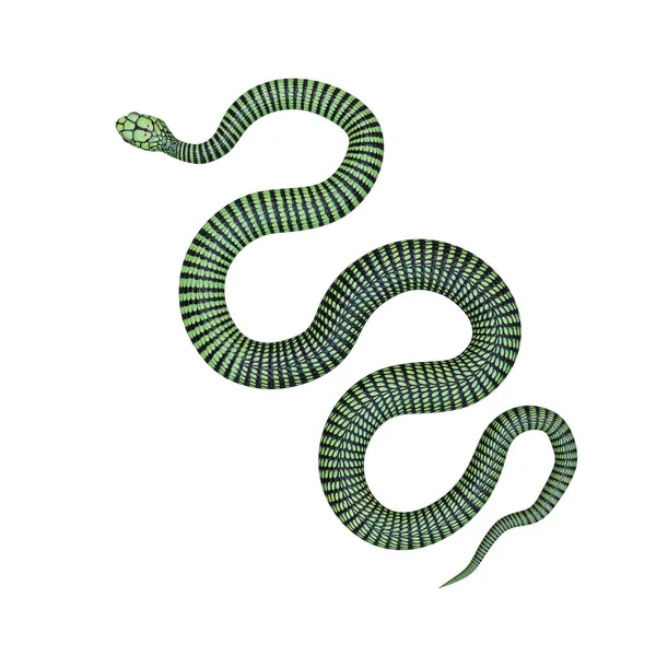 Boomslang Serpiente Ilustración — Foto de Stock