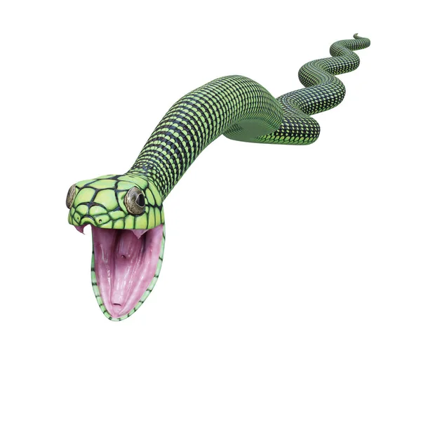 Boomslang Snake Illustration — Stock Photo, Image