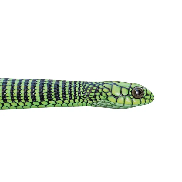 Boomslang Serpente Ilustração — Fotografia de Stock