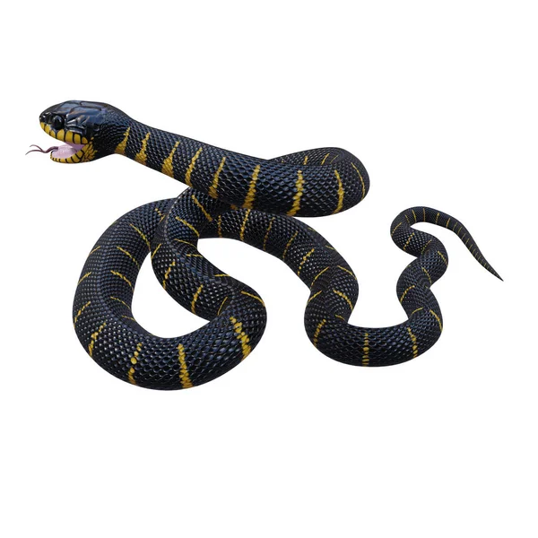 Ilustración Serpiente Manglar — Foto de Stock
