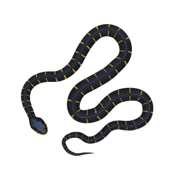 Mangrove Kígyó Illusztráció — Stock Fotó