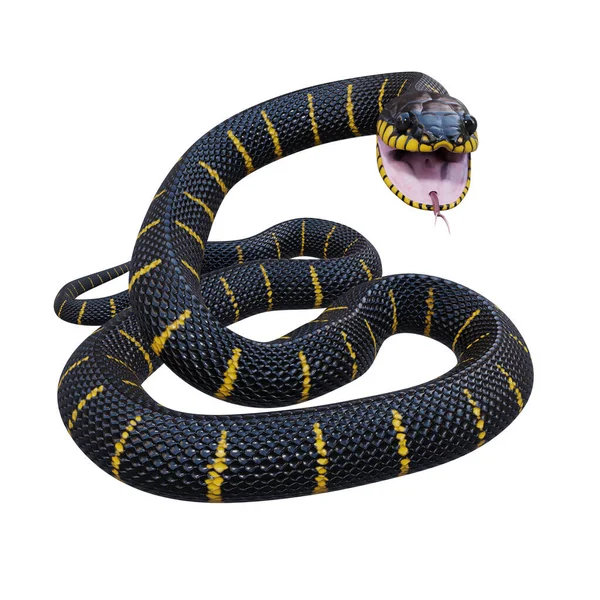 Мангрової Змії Ілюстрація — стокове фото