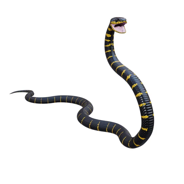 Ilustrace Mangrovového Hada — Stock fotografie