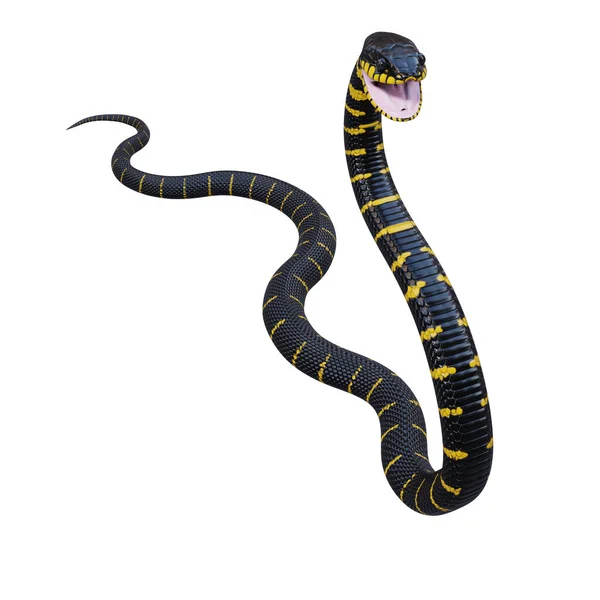 Ilustración Serpiente Manglar — Foto de Stock