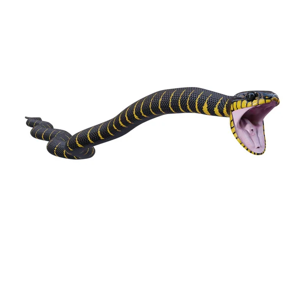Мангровая Змея Иллюстрации — стоковое фото