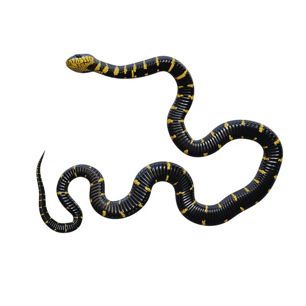 Ilustrace Mangrovového Hada — Stock fotografie